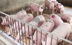 
Dịch tả lợn châu Phi được kiểm soát: Đủ hàng hóa cho Tết 