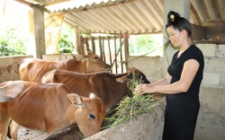 Sơn La đẩy mạnh hoạt động tư vấn, hỗ trợ cho nông dân