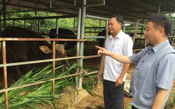 Sẽ bàn giao đàn bò tót lai F1 cho Vườn Quốc gia Ninh Thuận