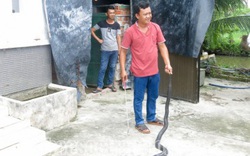 Sóc Trăng: Từ dân "a ma tơ" thành "ông trùm" nuôi rắn hổ mang to bự tổ chảng, bán 750 ngàn/kg