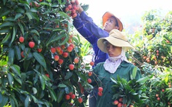 Bắc Giang: Chuyển đổi cơ cấu nông nghiệp đúng hướng, nông dân làm giàu, xuất hiện nhiều tỷ phú