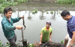 Hưng Yên: Trồng hồng cổ Sa Pa, nuôi con đặc sản dưới ao, lão nông thu nhập tiền tỷ