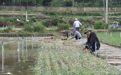 Quảng Ngãi: Bão lụt băm nát cánh đồng trồng thứ cây ví như “vàng tím”, người dân Lý Sơn mất hàng trăm tỷ
