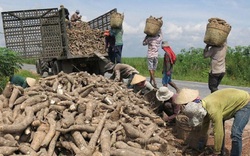 Xuất khẩu tinh bột sắn sang Trung Quốc: Tháng 7 tăng vọt 73%, tháng 8 lao dốc