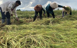 Mưa lũ kéo dài, khiến hơn 2.000 ha lúa ở Gia Lai nằm dài thườn thượt, thối bông, mất gần 20 tỷ đồng