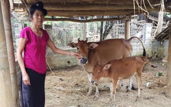 Điện Biên: Thông tin hỗ trợ bò gầy yếu là không chính xác