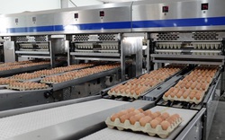 
Đại gia Hòa Phát bán gần nửa triệu quả trứng gà sạch mỗi ngày, đứng số 1 miền Bắc