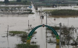 Đà Nẵng: Tan hoang những cánh đồng trăm tỷ sau bão lũ, lợn gà, cá tôm trôi đi mất tích