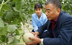 Bắc Giang: Nhà nông "lên đời" từ tổ hợp tác, mê làm nông nghiệp công nghệ cao