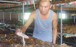 Trồng la liệt thứ nấm đặc sản, ăn sần sật, ngọt như mì chính, ông nông dân tỉnh Thái Nguyên lãi 60 triệu/tháng