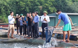 Các "nhà" bàn giải pháp gắn sao OCOP cho sản phẩm cá nuôi lồng bè