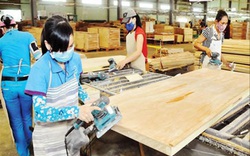 Rủi ro lớn với ngành gỗ Việt Nam