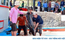 EVFTA mở ra nhiều cơ hội cho cá ngừ đi châu Âu