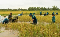 Cà Mau: Bộ đội giúp dân cắt lúa, đắp bờ vuông do ngập lụt