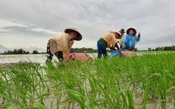 Bạc Liêu: Đến khổ-giữa mênh mông nước, chủ hồ nuôi tôm công nghệ cao lo ngay ngáy, nông dân bì bõm be bờ cứu lúa