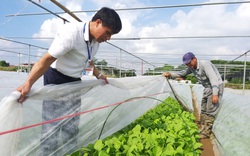 Hà Nội có nơi người dân trồng rau không phun thuốc trừ sâu, khách Nhật - Hàn phải sang tận nơi mua