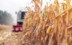 Brazil sẽ bỏ thuế nhập khẩu đối với đậu tương và ngô