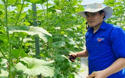 Bình Định: Vì sao trồng dưa lưới công nghệ cao mà ông nông dân có bằng đại học này vẫn phải thả ong vào vườn?