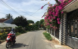 Ninh Thuận: Rực rỡ tuyến đường hoa ở nông thôn