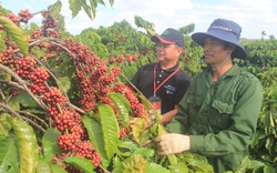 Tây Nguyên: Mỗi năm có 180.000ha cà phê già cỗi cần tái canh