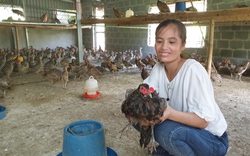 Nam Định: Cho chim trĩ ăn chuối, uống nước tỏi mà đẻ sòn sòn, nông dân 8X bỏ túi hàng trăm triệu mỗi năm