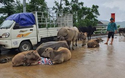 Người dân Quảng Bình đưa trâu bò lên cầu bắc qua sông Gianh "chạy" lũ lịch sử