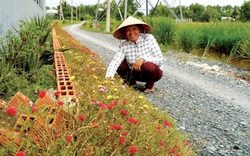 Cần Giờ, Bình Chánh sắp “cập bến” nông thôn mới