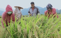 Lợi ích kép khi sản xuất lúa theo hướng hữu cơ gắn với BVMT