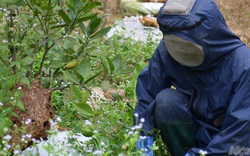 Bắc Giang: Ở đây có một nghề mới nghe nhiều người đã khiếp, nuôi ong kịch độc để lấy… thịt