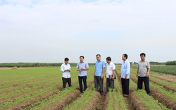 Cà rốt có thương hiệu, nông dân Bắc Ninh thu tiền tỷ
