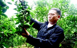 Hà Giang: Làm giàu từ “vàng xanh”, ở đây có hàng chục tỷ phú nông dân