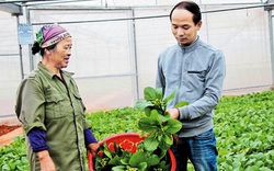 Bắc Giang: “Trải thảm đỏ” thu hút hàng nghìn tỷ đồng rót vào nông nghiệp