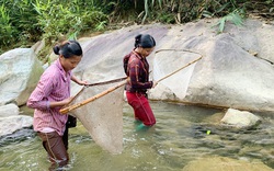Cá suối ở Lào Cai tinh ranh, nhưng chị em phụ nữ ở đây vẫn bắt được hàng trăm con