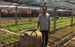 Quảng Nam: Một ông nông dân mang rau dại về vườn trồng chăm như chăm con mọn và bất ngờ lãi lớn