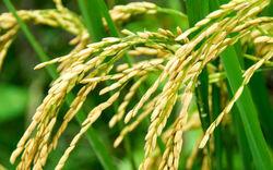Một góc nhìn thực tế về tính an toàn của hạt gạo