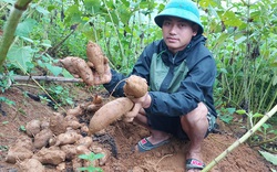Lào Cai: Vùng đất trồng thứ cây lạ lẫm, nhổ 1 gốc lên cả chùm củ, tên là sâm mà bán rẻ như khoai lang