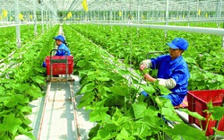 Lào Cai: Đếm không hết các mô hình nông nghiệp công nghệ cao, khách ăn dâu tây ngay tại vườn