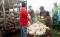 Giá gia cầm hôm nay 25/10: Nuôi gà, vịt theo cách này, nông dân bớt lo đầu ra