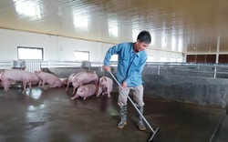 324 xã đang có dịch tả lợn châu Phi, Bộ NNPTNT yêu cầu tập trung chống dịch