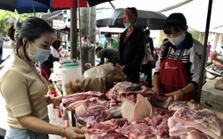 Chuyên gia thú y khẳng định chăn nuôi hiện đại rất hiếm gặp lợn gạo, khi nào có hiện tượng áp xe?