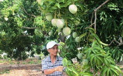 “Mách nước” nông dân trồng lúa vụ đông xuân