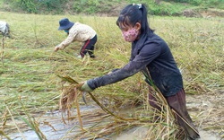 Quảng Trị: Mưa chưa dứt, người dân vẫn lội đồng tranh thủ “mót” lúa 