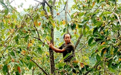 Hà Giang: Vùng đất trồng thứ cây đặc sản, trái treo đầy cành, hái hàng tấn mà nhiều người vẫn hỏi mua thêm