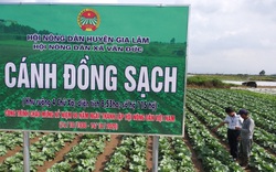 Nhờ kỹ thuật độc đáo này, “Cánh đồng sạch” đưa rau Văn Đức... đi “Tây”