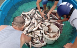 Đà Nẵng: Ngư dân chua xót "chạy bão"