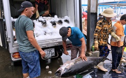 Khánh Hòa: Tránh bão số 9, tàu thuyền tấp nập vào ngờ, dân hối hả bán cá tôm trước giờ G