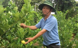 "Liều" trồng những loài cây lạ, một nông dân tỉnh Bà Rịa-Vũng Tàu bán trái cũng đắt mà bán giống nhiều người mua