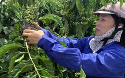 Nguồn vốn lớn giúp nông dân Gia Lai tái cơ cấu nông nghiệp