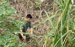 Người dân vạch từng bụi cây tìm kiếm nữ sinh Học viện Ngân hàng mất tích