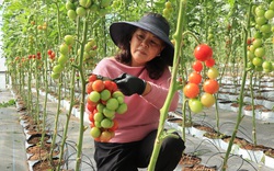 Lâm Đồng: Làm thế nào mà nông dân ở đây ngày càng giàu, trồng rau cũng thu 1 - 2 tỷ đồng/năm